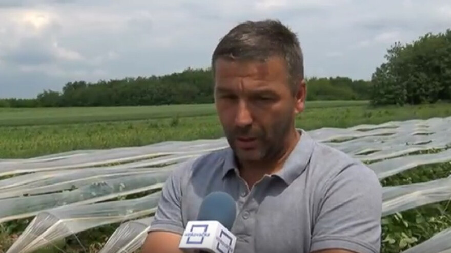 Jagodari u Ceriću ubiru plodove svoga rada