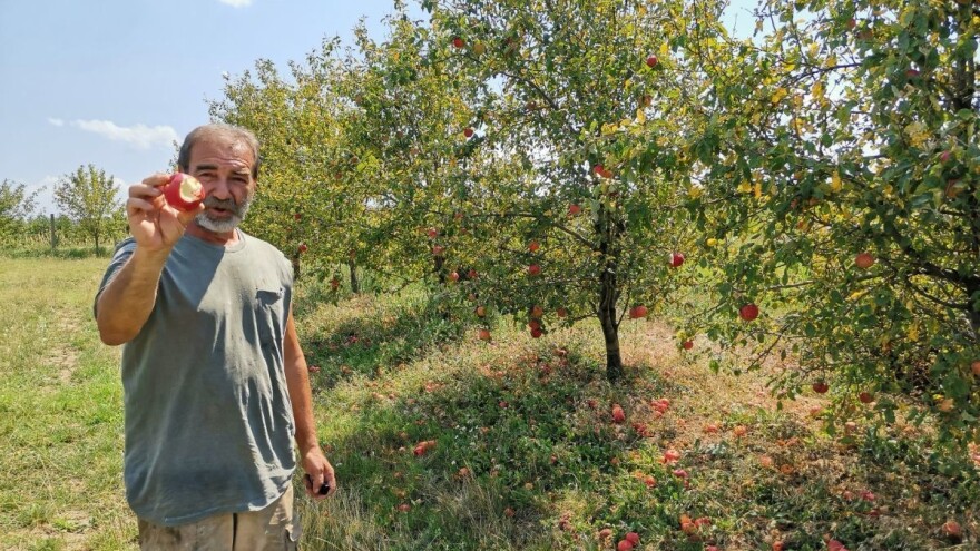 Jagodinski voćari zadovoljni rodom i cenama