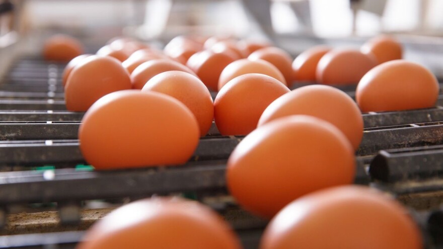 Cijene jaja u protekla dva mjeseca u blagom padu