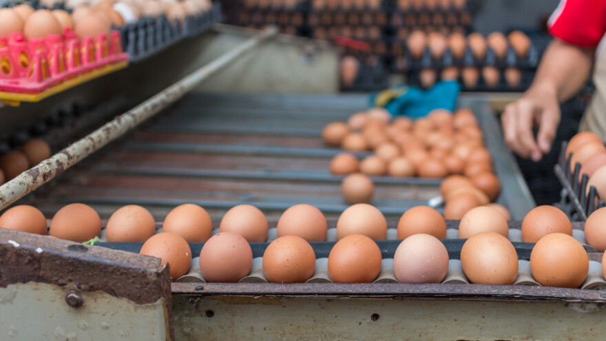 Nakon afere s fipronilom cijena jaja u stalnom porastu
