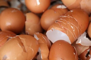 Pripremite čaj od ljuski jaja koji odlično djeluje na biljke