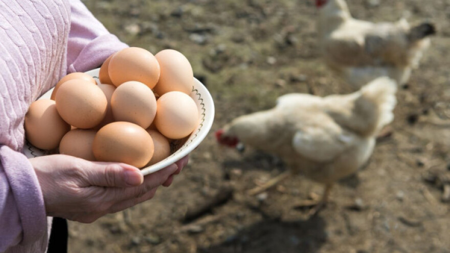 U EU lani povećan broj oboljelih od salmonele