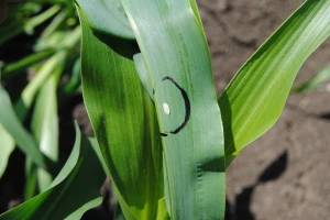 Suzbijanje kukuruznog plamenca - insekta koji izaziva pad prinosa
