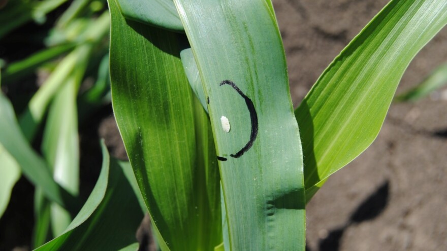 Suzbijanje kukuruznog plamenca - insekta koji izaziva pad prinosa