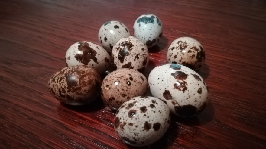 Jaja japanske prepelice lijek budućnosti?