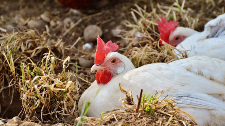 Zbog ptičje gripe nova pravila o stavljanju jaja na tržište u EU