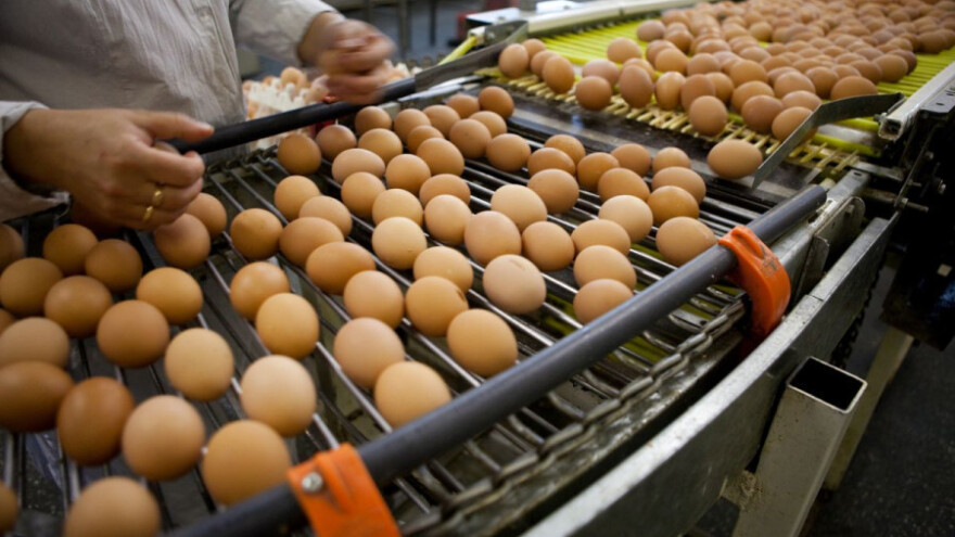 Salmoneloza potvrđena u osam zemalja EU