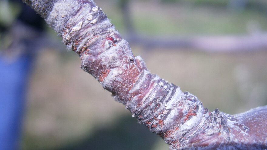 Kako utvrditi prisustvo štetočina da bi se zimskim i proljetnim tretmanima suzbili?