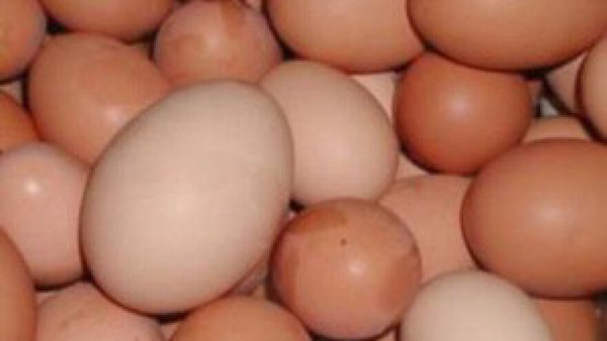 Kapitalna ulaganja za rekonstrukciju farmi - proizvodnju jaja