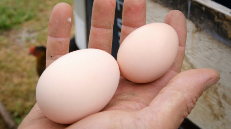 Faktori za kvalitetniju proizvodnju jaja