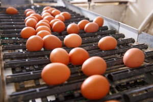 Zbog fipronila povlače svježa jaja iz Nizozemske!