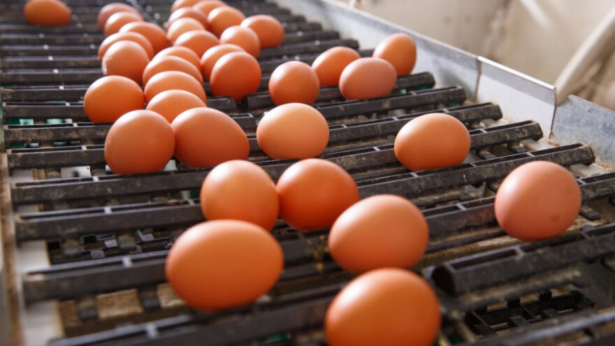 Zbog fipronila povlače svježa jaja iz Nizozemske!