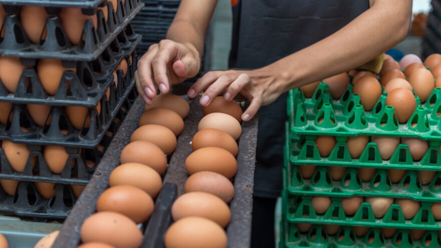 Holandski uzgajivači kokošaka izgubili 33 miliona eura