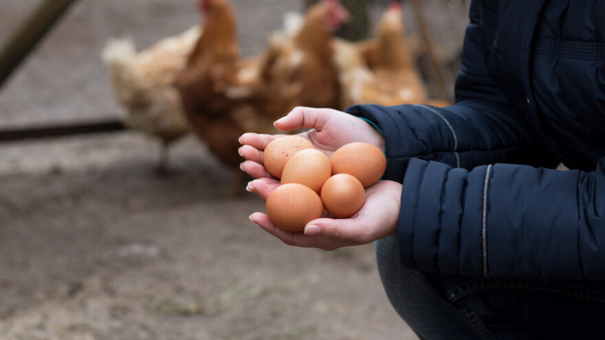Još uvijek uvozimo više jaja pred Uskrs