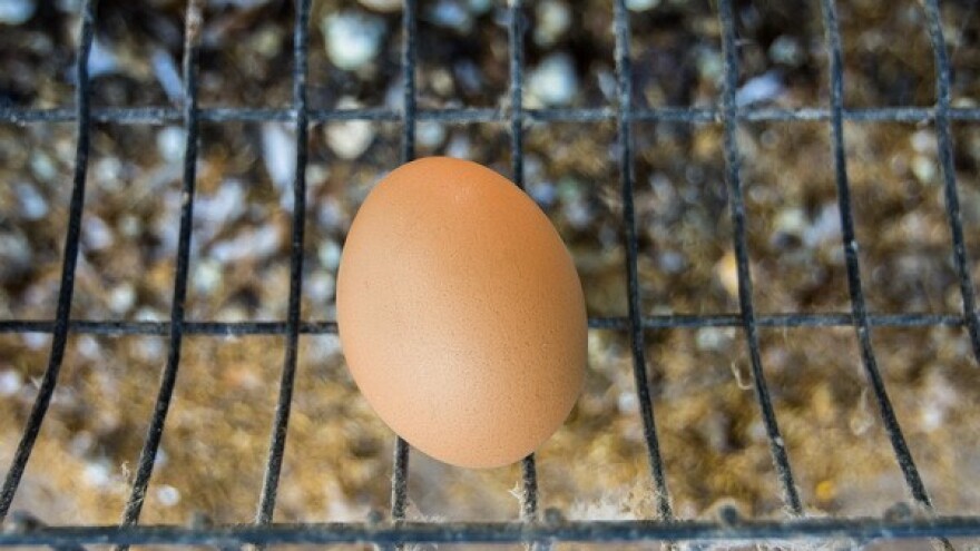 Sastanak s peradarima: Neće biti nestašice jaja!