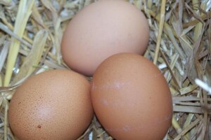 Za Uskrs dovoljno jaja iz domaće proizvodnje