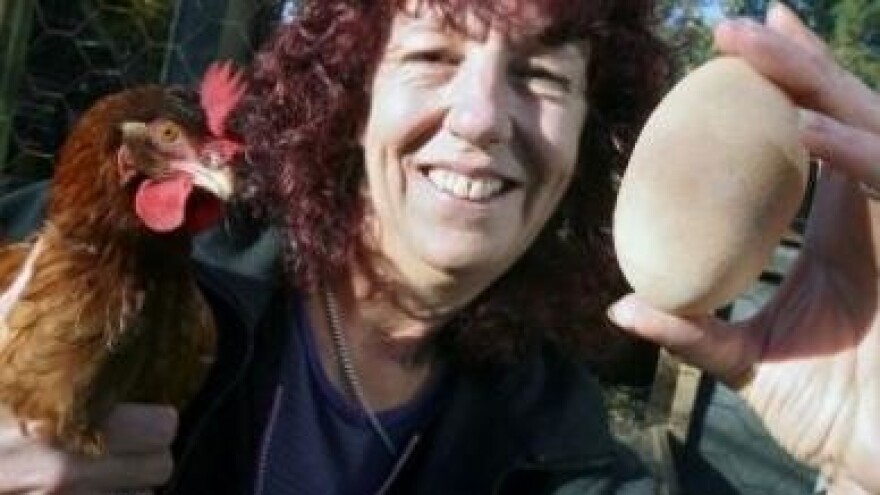 Koka rekorderka snijela jaje od 156 grama!