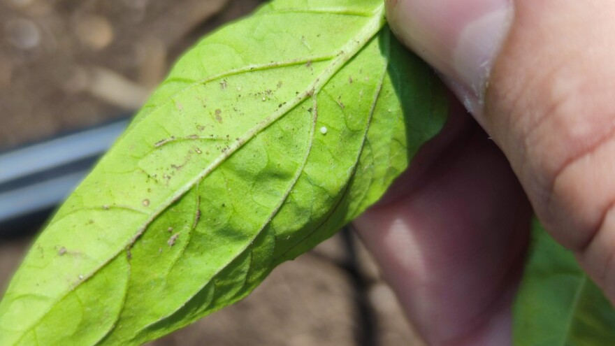 Zaštitite papriku od pamukove sovice i sovice gama