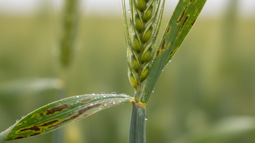 Jaka pojava smeđe pjegavosti lista na pšenici