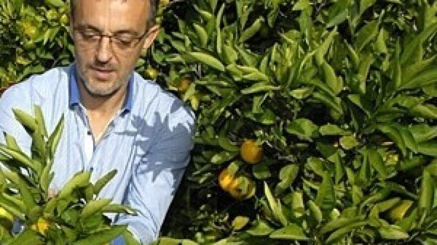 Plaća u mandarinama - i to zelenim!