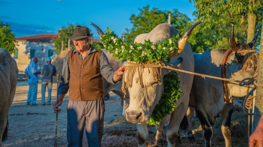 Koji je najljepši, najteži i najposlušniji boškarin otkrit će 33. Jakovlja i Smotra istarskih volova