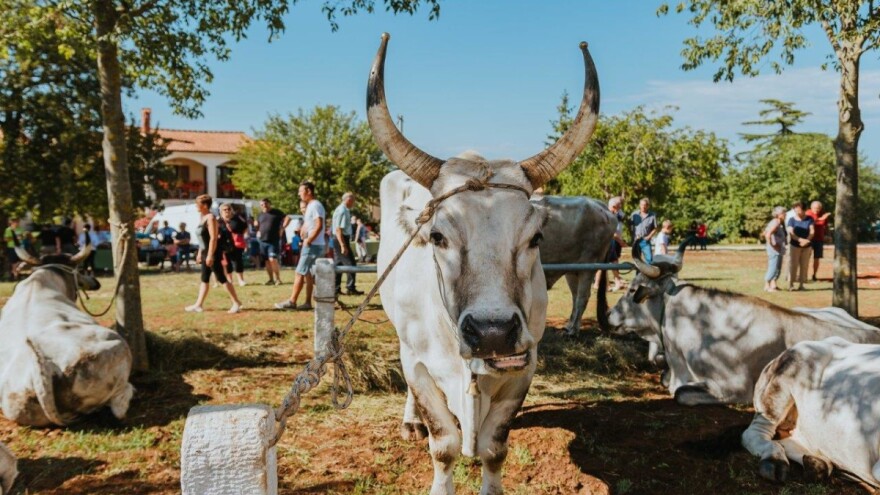 Bliži se 32. Jakovlja i smotra istarskih volova - evo što vas očekuje