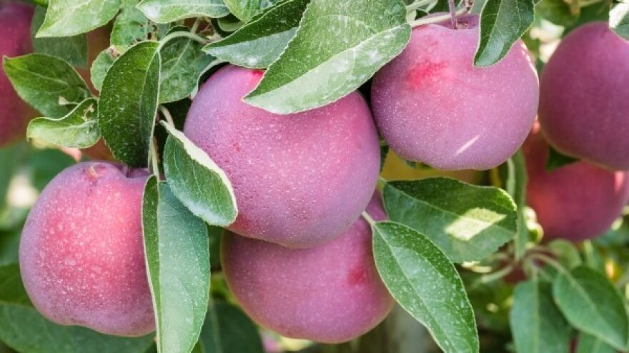 Upotreba kaolinske gline u proizvodnji jabuka