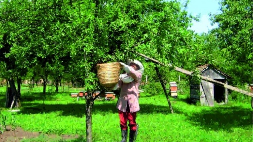 U dobrim godinama proizvedu 15 tona meda!