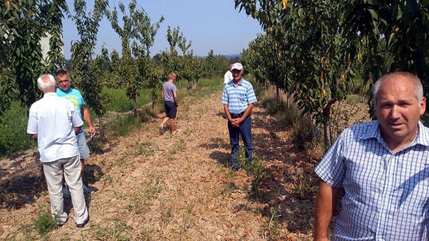 Njive šabačkih voćara zarobljene jalovim trešnjama