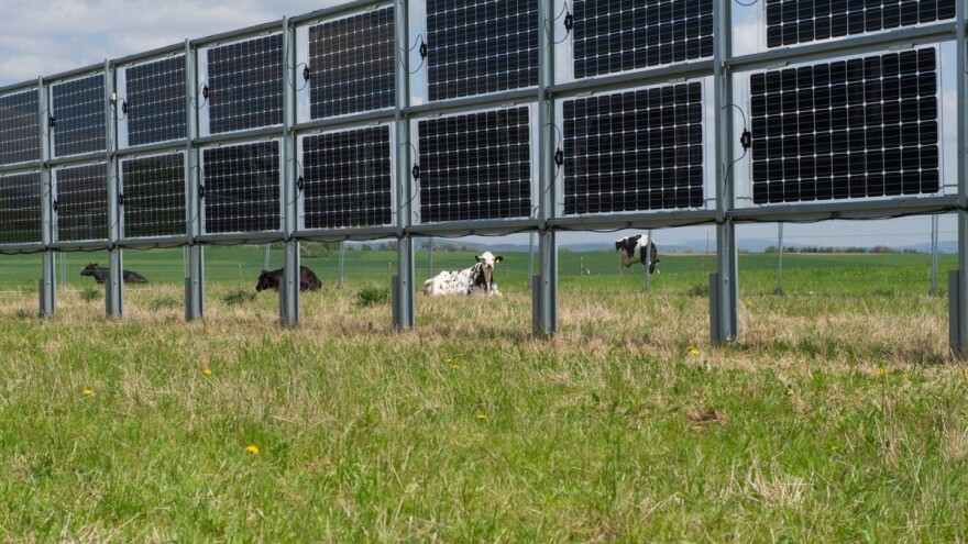 Solarne ograde za pašnjake postaju trend u poljoprivredi - višestruko su korisne