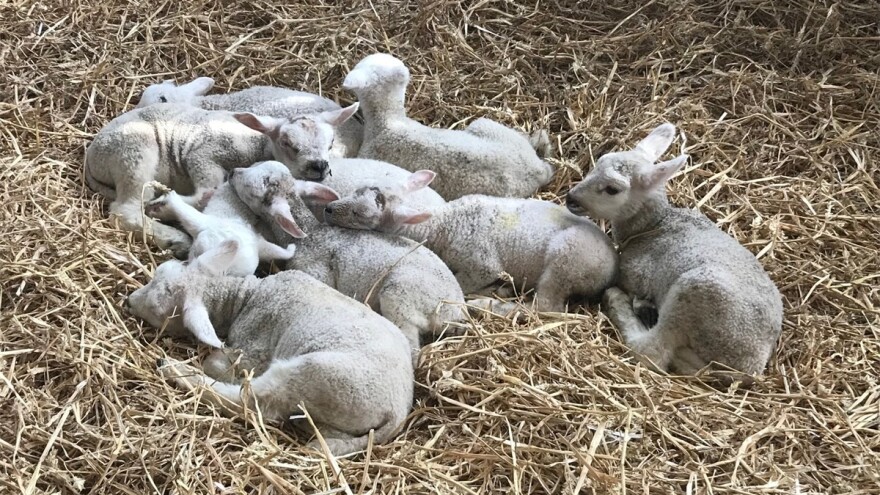 Kokcidioza je čest uzrok proljeva janjadi i jaradi, kako je spriječiti?