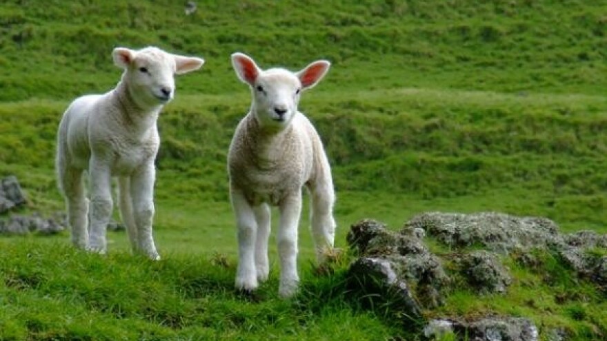 Farmer s 200 ovaca jači od krize