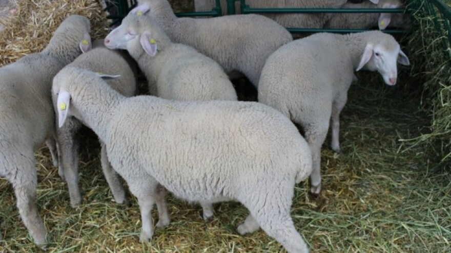 Slijedi povećanje broja grla paške ovce?