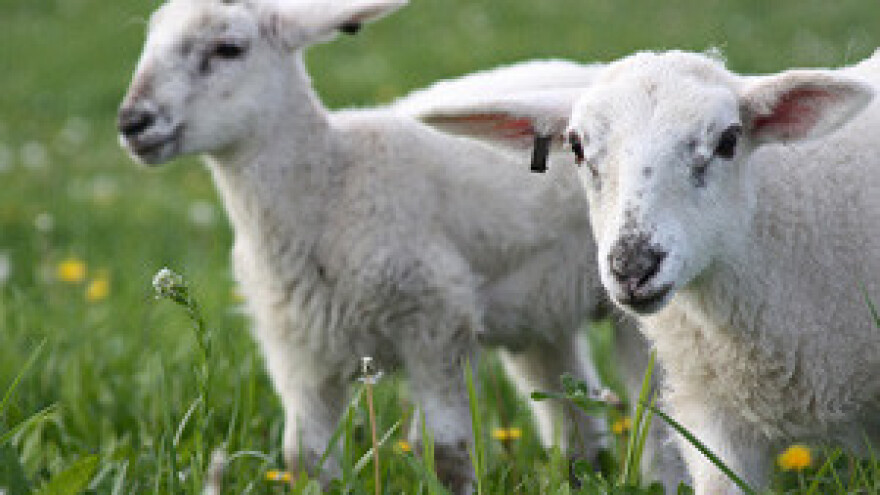 Počela sezona janjetine