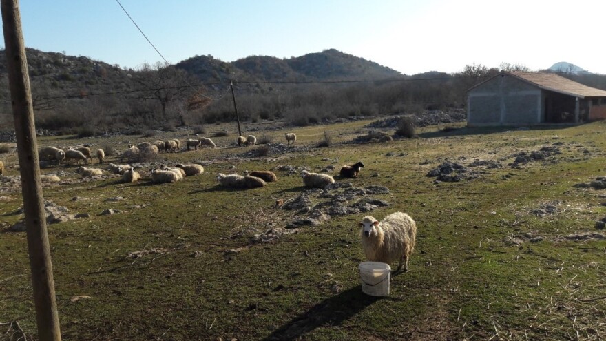 Organizacija janjenja u dalmatinskim stadima
