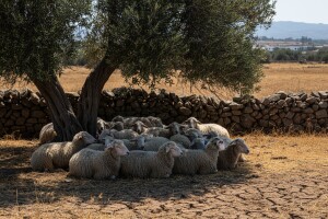 Janjci panično traže hlad