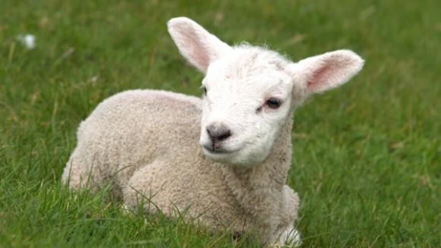 Janjci panično traže hlad