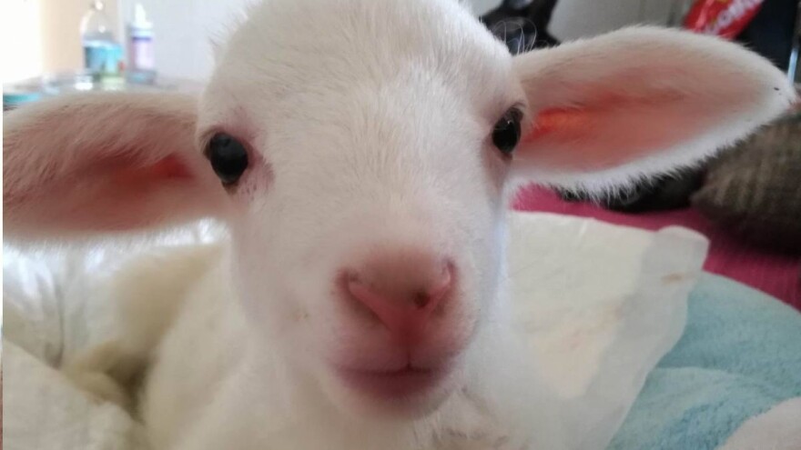 Volonteri osječkog Azila traže udomitelja za janje Spocka - vege udomitelja