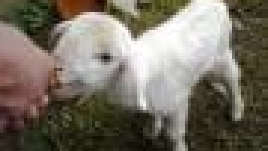 Cvate crno tržište janjaca