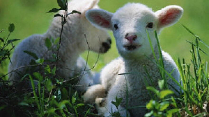 Dalmatinska janjetina zaštićena poslastica