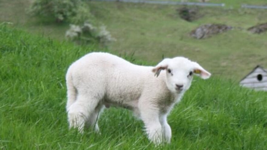 Ličke stočare zarobio je visok snijeg