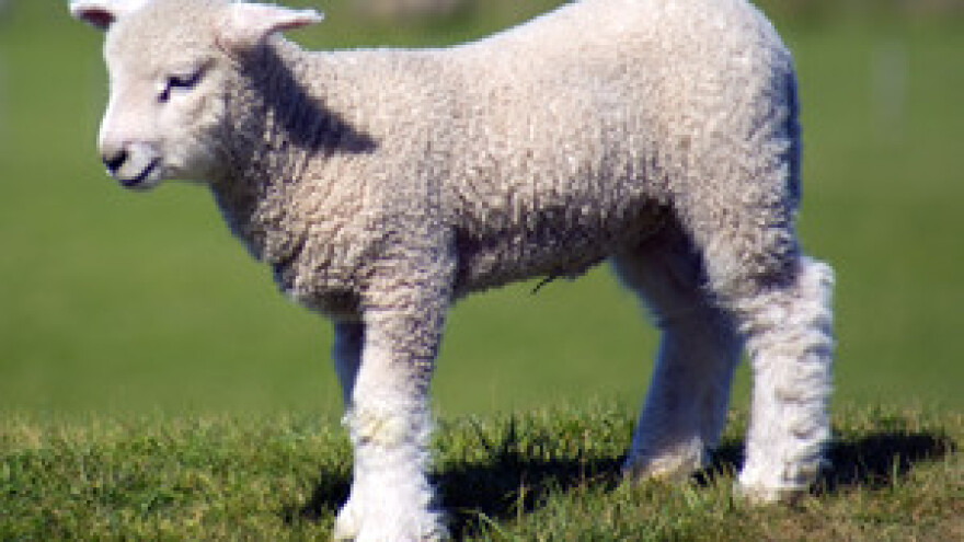 Zaštita paške janjetine