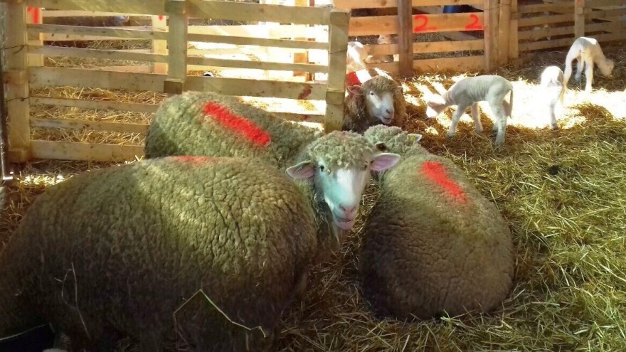 Trenutak kada se ovce janje najradosniji je, ali i najteži posao svakog ovčara