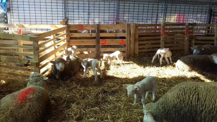 Umjetna hranidba janjadi