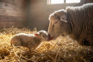 Janjenje ovaca i postupak s janjetom