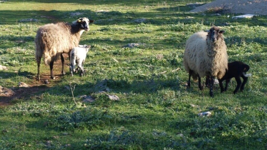 Popisu hrvatskih proizvoda zaštićenog naziva u EU dodana i "Dalmatinska janjetina"