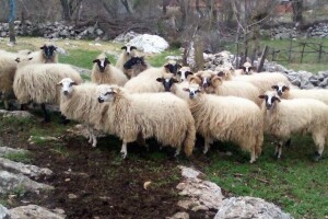 "Za mene su plodovi mora kad janjac upadne u more", pokrenuta zaštita dalmatinske janjetine