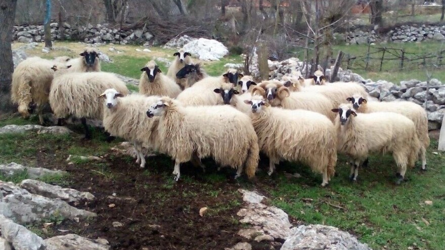 "Za mene su plodovi mora kad janjac upadne u more", pokrenuta zaštita dalmatinske janjetine