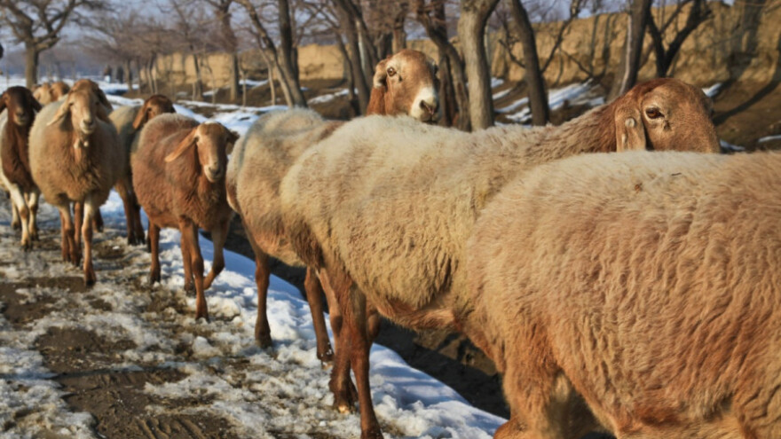Umjesto zime, zube pokazali šakali i psi lutalice