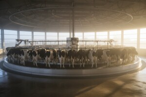 Januarska proizvodnja mleka 5,53 miliona litra